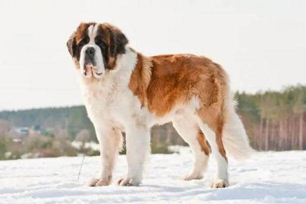 Combien coûte un chiot Saint-Bernard?