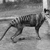 Thylacine Diet And Habitat