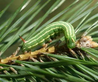 Sphinx du Pin - Sphinx pinastri - Hyloicus pinastri 