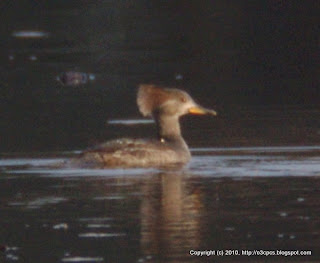 Hooded Mergansers