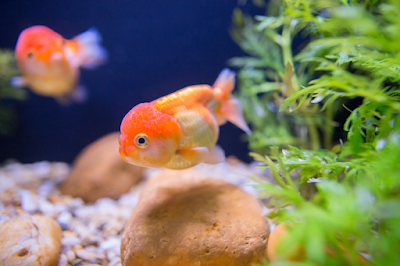 Ways to Obtain Eliminate Difficult Sprinkle Spots on Your Fish tank