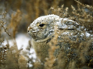  cute baby, Rabbits , bunny, photohgraphy