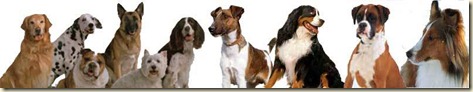 adiestramiento-canino9999