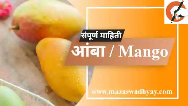 Information about national fruit mango in marathi Mango Information in Marathi Esay  आंबा फळाची संपूर्ण माहिती.