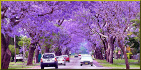 Grace-full Nail Polish Jacaranda Tree inspiration