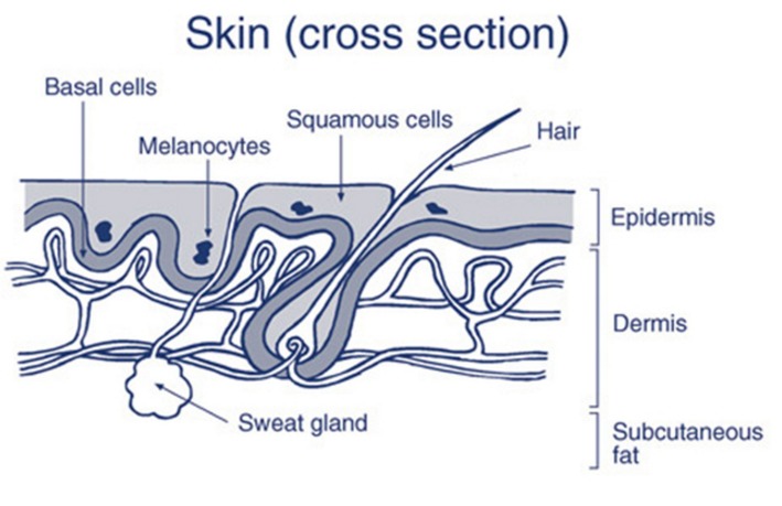  1000000 Americans are treated for peel cancer the increment of abnormal peel What Are The 3 Types of Skin Cancer