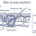 What Are The Iii Types Of Peel Cancer