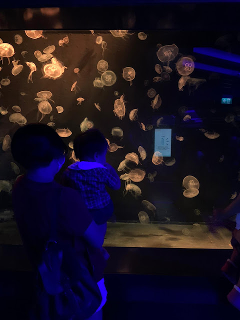 Bringing Babies; A review of S.E.A. Aquarium, Sentosa with Kids