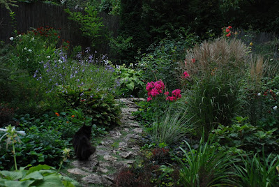 Phlox paniculata Windsor