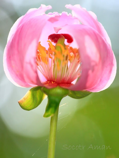 Paeonia obovata