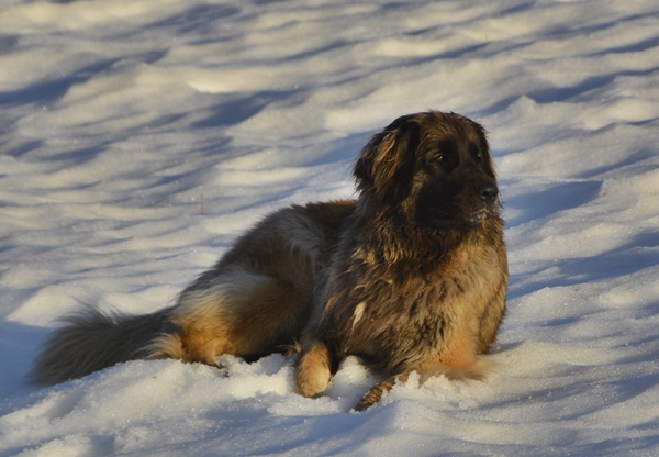 leonberger