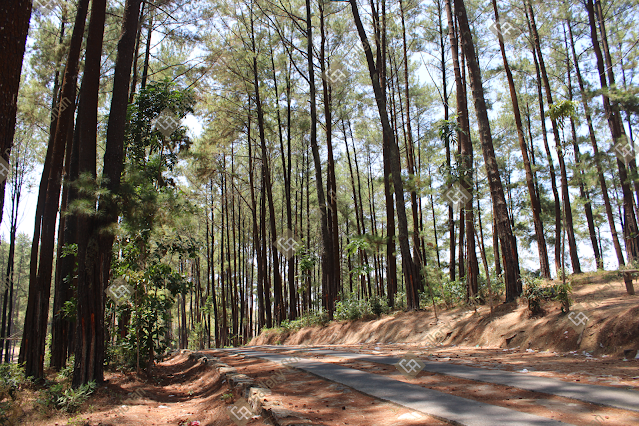 Pine forest atmosphere,photography,Canon EOS 1500D,adobe stock