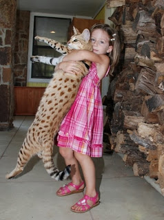 savannah cat pets infomation picture photo animal domestic