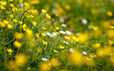 Yellow Flowers Widescreen Wallpaper