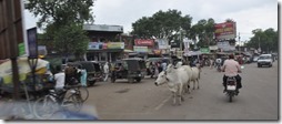 delhi gwalior 091 vaches
