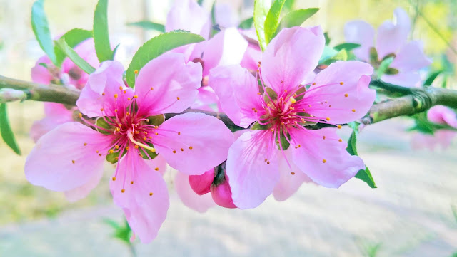 spring flowers under Coronavirus Peach blossoms, lilac blossoms, begonia