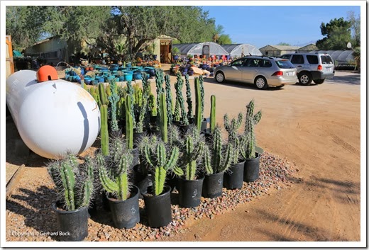 Bach S Cactus Nursery Tucson Az