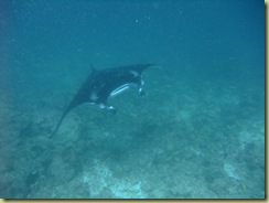 Manta heading towards me