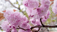 Cherry Blossoms Cherry Trees Wallpaper