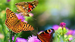 Beautiful Butterfly Images/Pictures