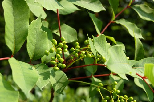 poison sumac. This is Staghorn Sumac.