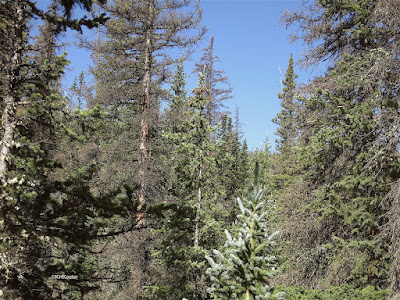 subalpine forest, Old Fall River Road