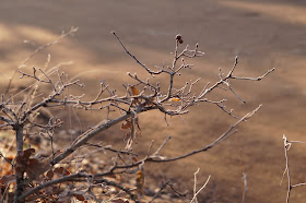 one minute in the frosty forest