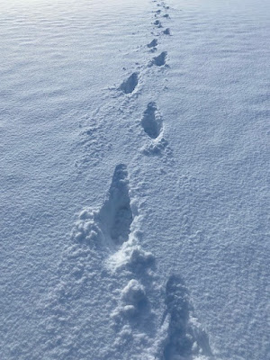 新雪の足跡