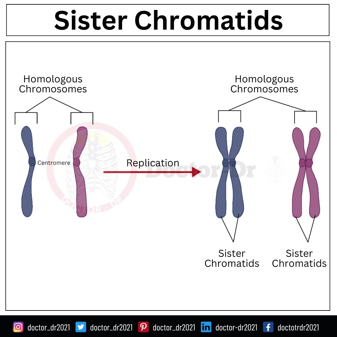 Introduction to Sister chromatids