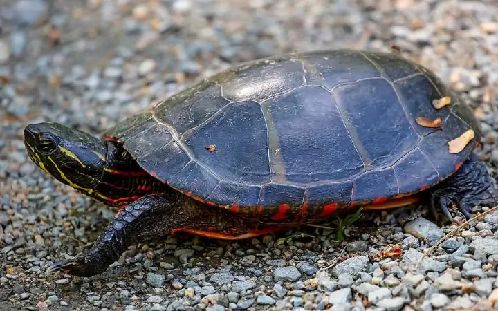 Top 10 Cutest Turtles In The World