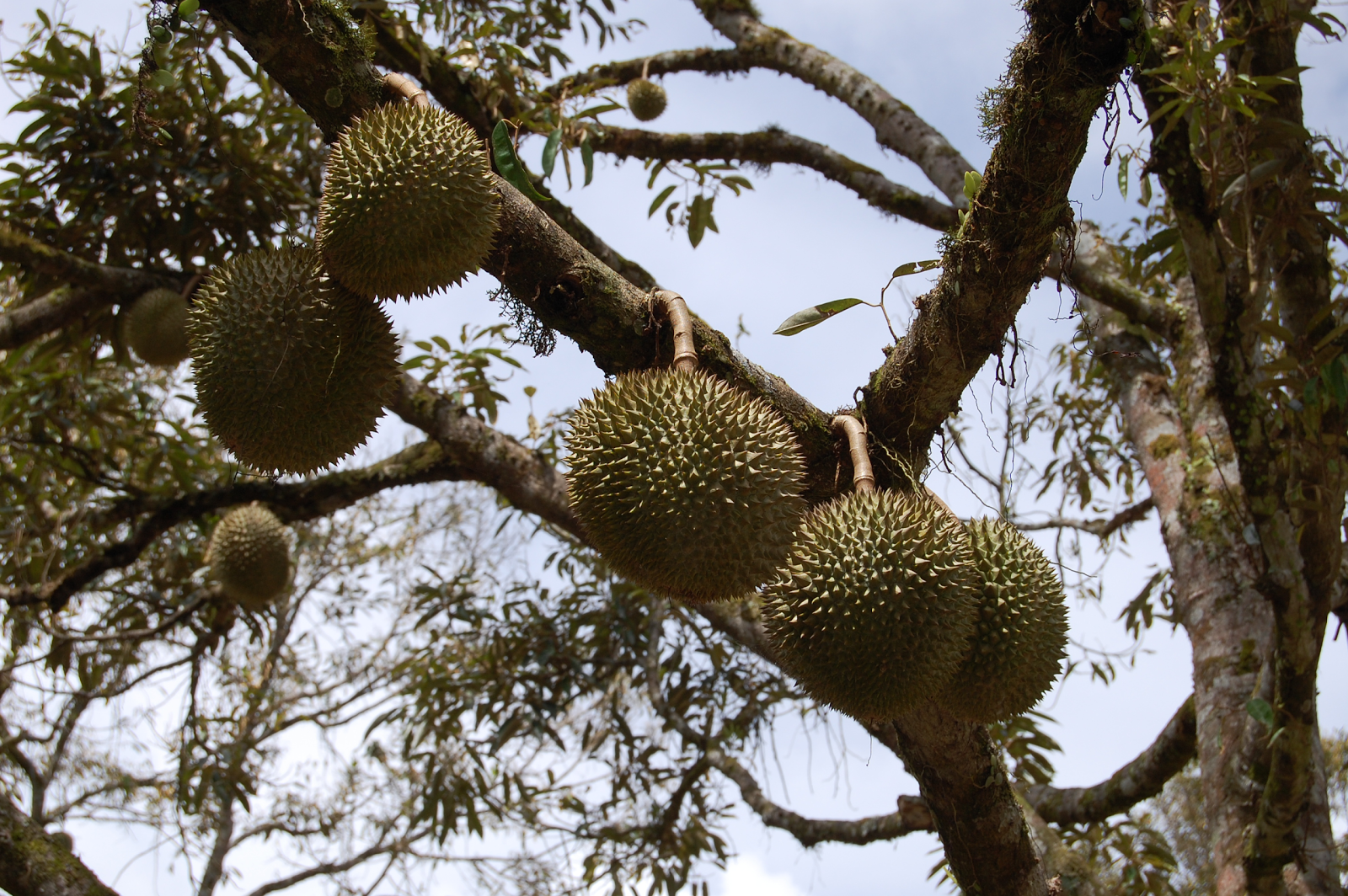 Durian Info: Pruning and Training The Durian