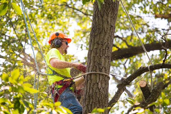 SURPRISINGLY EFFECTIVE WAYS TO QUALITY TREE CARE