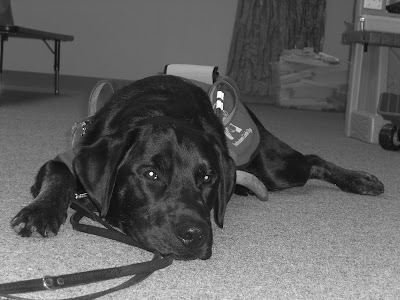 Black/white picture of Rudy in a down-stay in coat/harness at a meeting. He looks quite bored, but behaved very well!