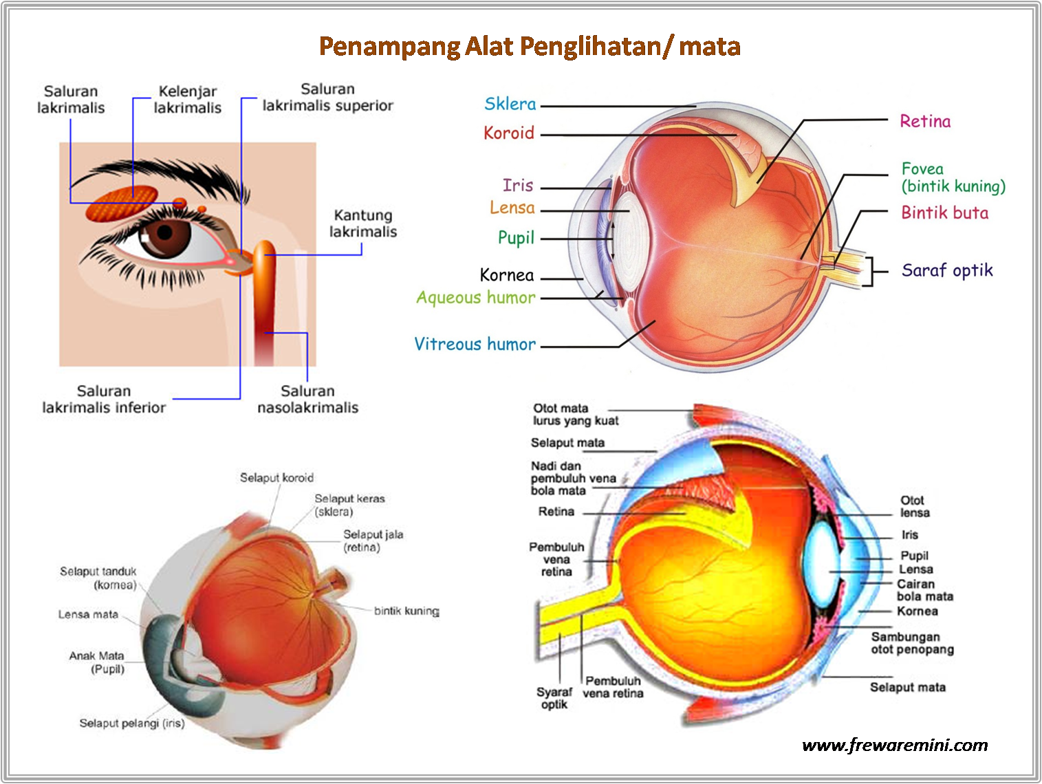 GAMBAR PANCA INDERAANATOMIPADA TUBUH MANUSIA freewaremini