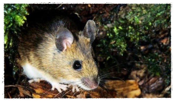 Gambar Tikus | Dunia Binatang
