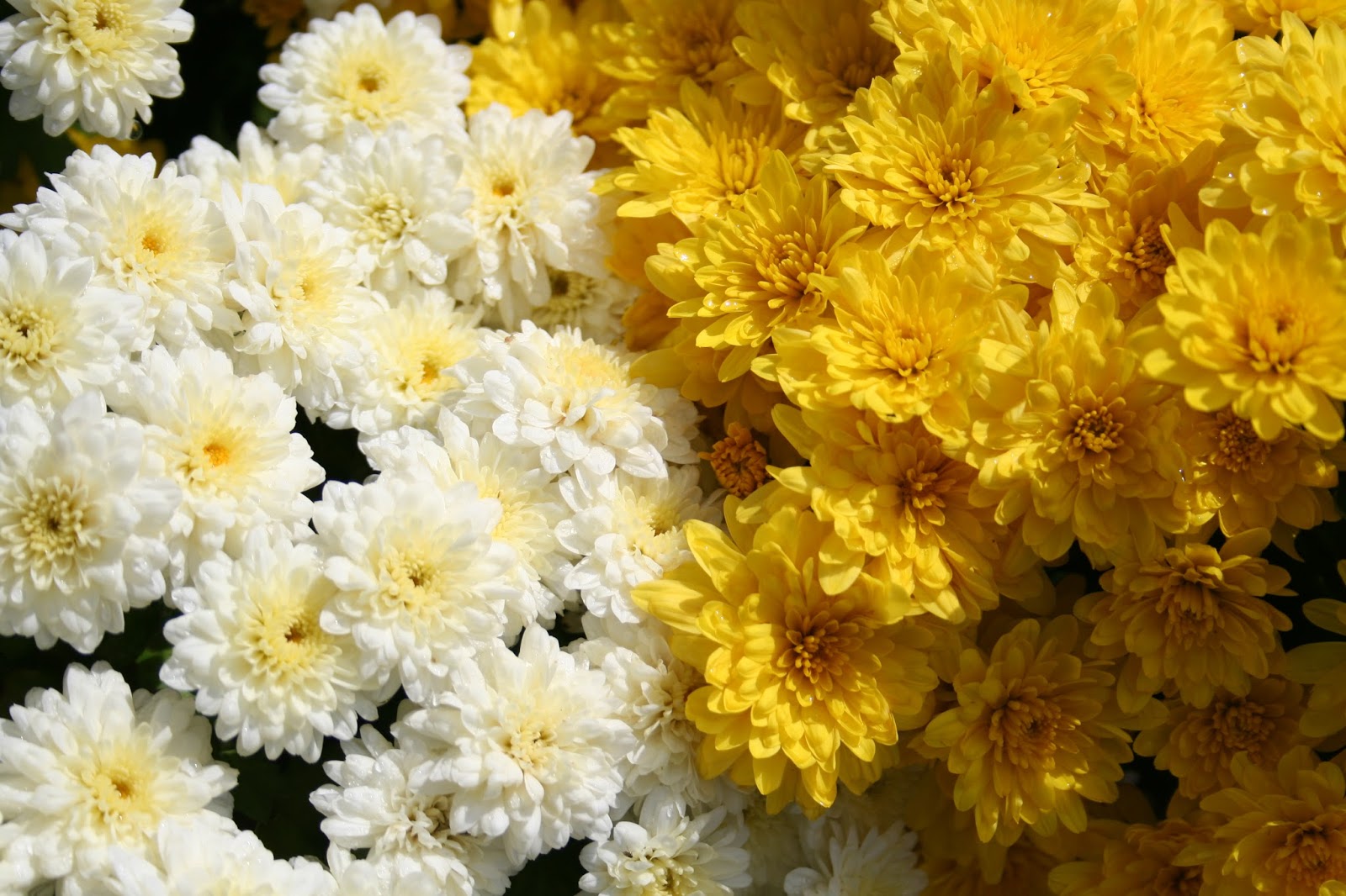 Mums growing in my garden. Photo by Jeanne Grunert.