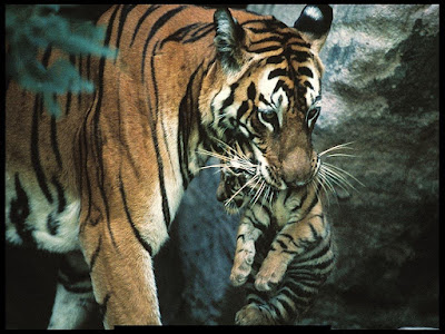Wildlife South India