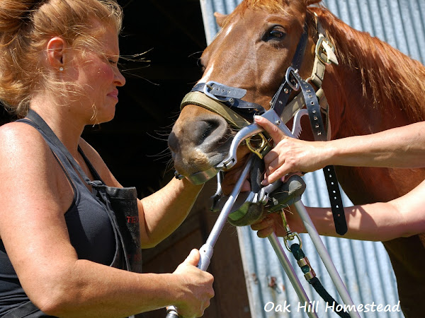 A Trip to the Equine Dentist