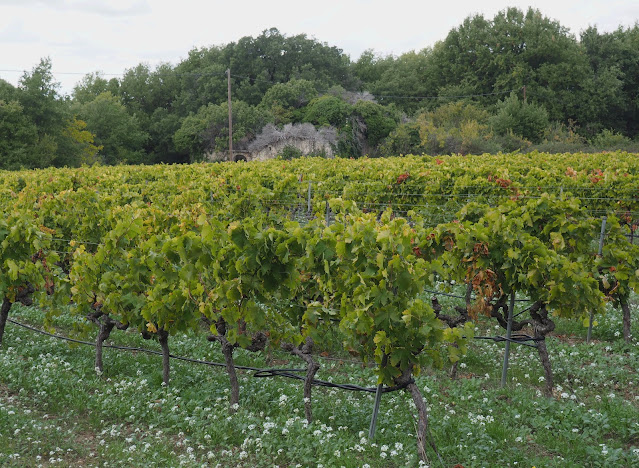 Прованс, Франция – виноградник (Provence, France – Vineyard)