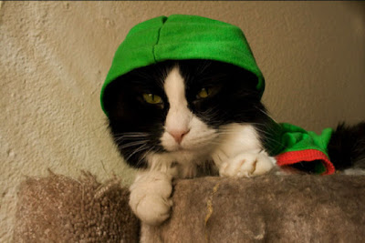 Cute Kittens In Hoodies Seen On www.coolpicturegallery.us