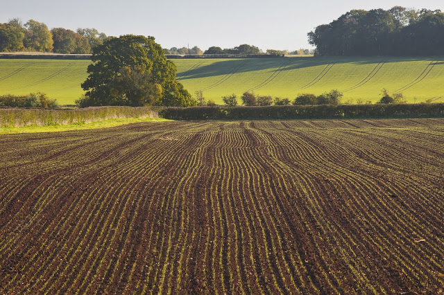 Ploughed field