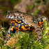 European fire-bellied toad
