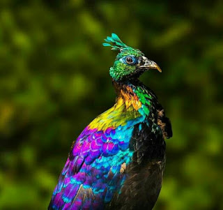 Lhopophorus in Sagarmatha National Park