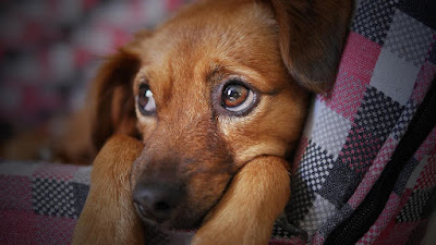 wide-eyed puppy looking alarmed and confused