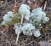 Vassfaret 024