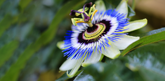 Gambar Tumbuhan Passionflower