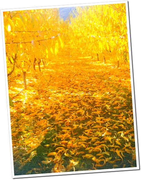 photo (3)