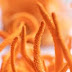Master Cordyceps Mushroom Cultivation Training with Biobritte India in Bangalore!