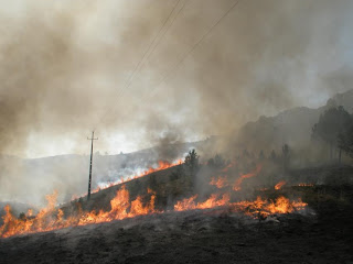 During an experimental burn in Portugal, researchers find that hot, intense fires yield cool underlying soil, contradicting previous research. Credit: Cathelijne Stoof 