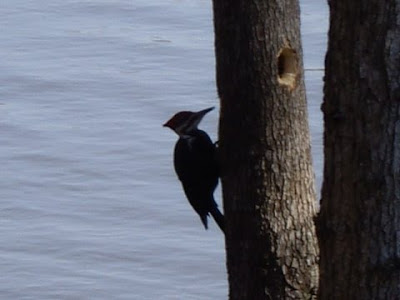 pileated woodpecker, Lake Gaston NC